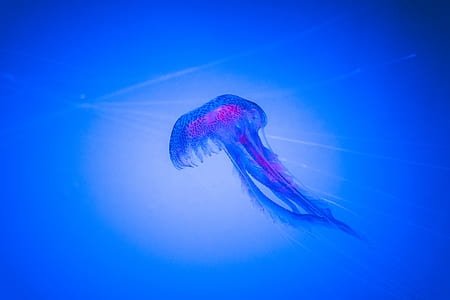 jellyfish illustration thumbnail