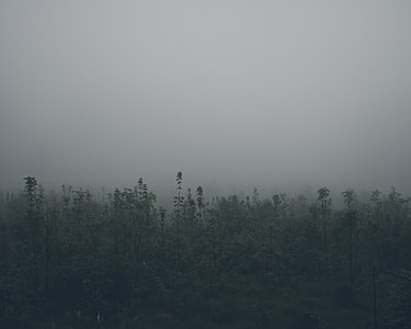 trees covered with fog thumbnail
