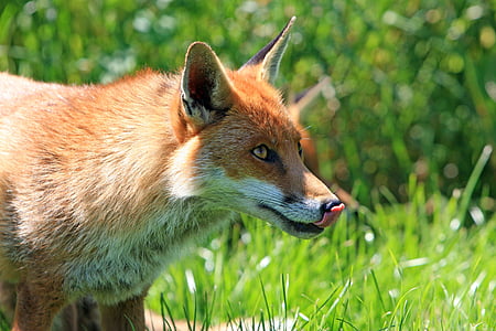 red fox on grass ground during daytime thumbnail
