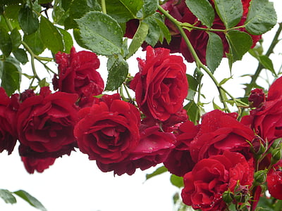 red roses with dews thumbnail