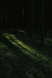 Dark Forest thumbnail