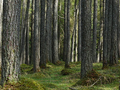 green tree log during daytime thumbnail