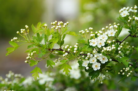 selective focus photography of white flower thumbnail