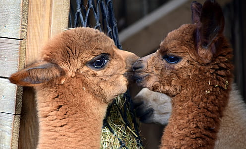 two brown lambs kissing each other thumbnail