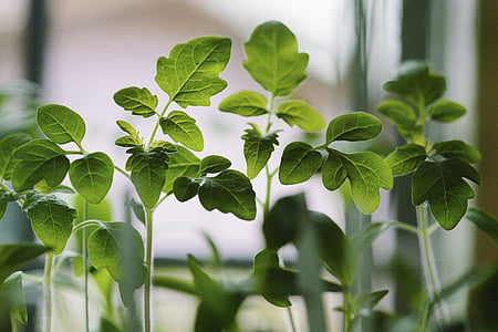 selective focus of green leafed plant thumbnail