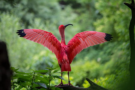 scarlet ibis bird perching on branch of tree thumbnail