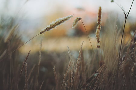 green grass fied thumbnail