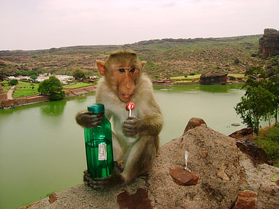 monkey holding green bottle and lollipop at daytime thumbnail