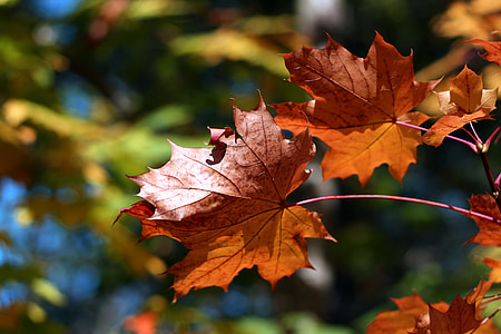 Close-up shot of tree leaves in Autumn colours, image captured in the woods of Kent, England thumbnail