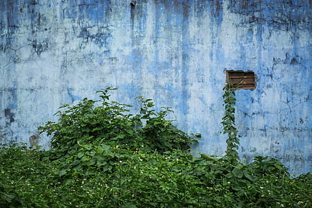 blue house with green vines thumbnail