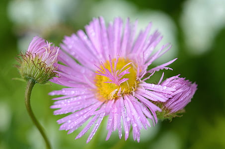 selective focus photo of purple flowwer thumbnail