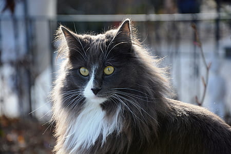 wildlife photography of long-haired black cat thumbnail
