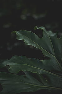 green leafed plant thumbnail