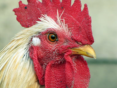 close-up view of chicken thumbnail