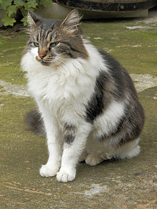 Kitten, Animal thumbnail