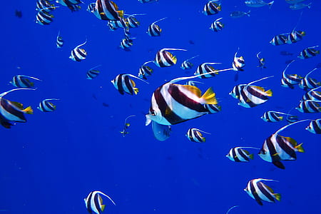 school of fish thumbnail