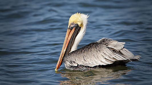 pelican on body of water thumbnail