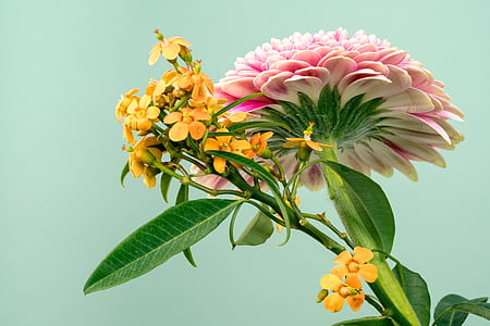 pink and yellow petaled flower thumbnail