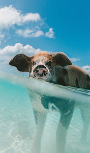 brown and black pig swimming under white and blue sky during daytime thumbnail