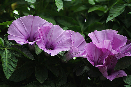 purple floral decoration thumbnail