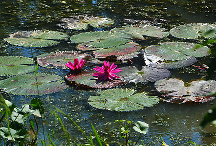 purple lotus flower on green lily pad thumbnail