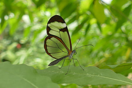 macro shot photography of brown butterfly on top of green leaf during daytime thumbnail