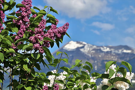 white and pink flowering plants thumbnail