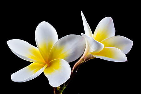 close up photography of white-and-yellow plumeria flower thumbnail