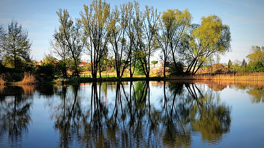 green leafed trees near water thumbnail