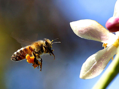 selective focus photography of bee thumbnail