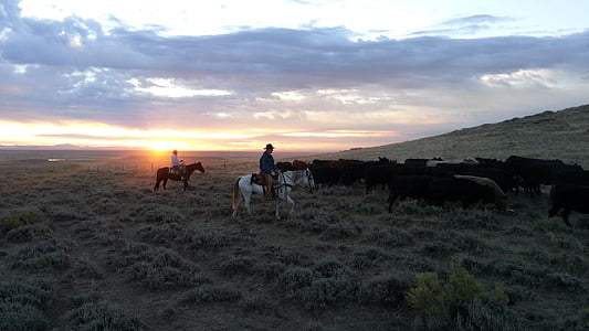 men's riding horses on gray leafed plants field under sunset thumbnail