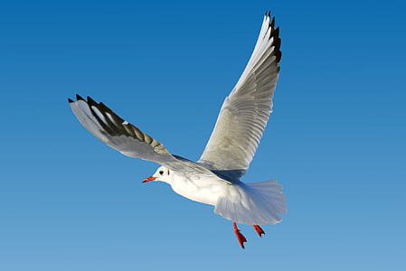 white bird flying on sky thumbnail
