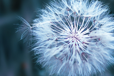 shallow focus of white dandelion thumbnail