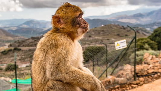 Brown Monkey Sitting on Ground thumbnail