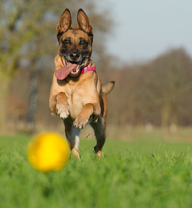 adult fawn Belgian manilois running on grass field thumbnail