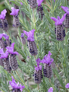 Lavender, Lavandula Officinalis thumbnail
