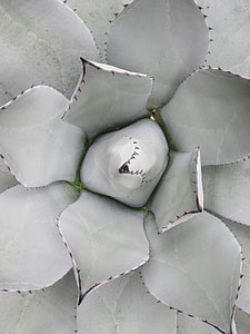 closeup photo of green succulent plants thumbnail