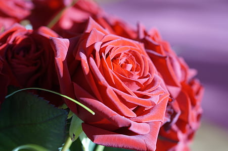 macro photography of red rose flowers thumbnail