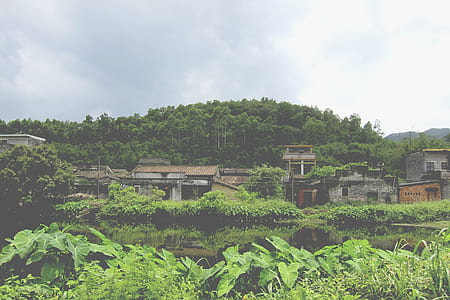 brown and grey concrete village surround green plants and trees during daytime thumbnail