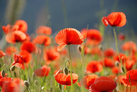 red petaled flowers at daytime thumbnail