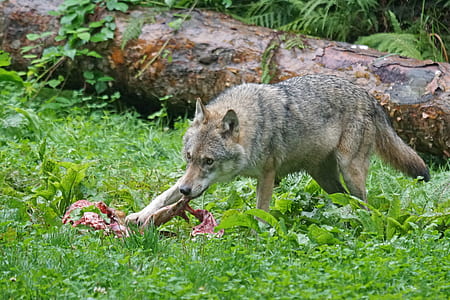 brown fox eating thumbnail