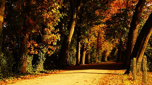 road, nature, forest, trees thumbnail