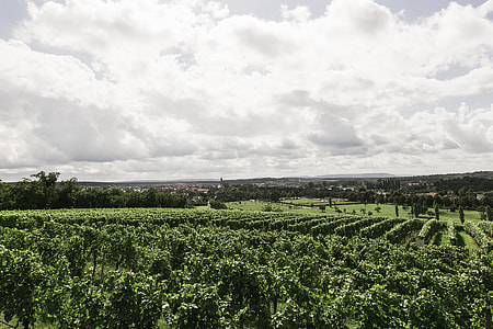 white clouds over green plantation thumbnail