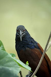 Closeup Photo of Black, Blue, and Brown Bird on Tree Branch thumbnail
