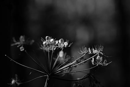 grayscale photography of Queen Anne's lace flower thumbnail