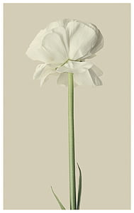 closeup photography of white tulip thumbnail