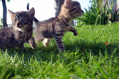 two brown kittens on grassy ground thumbnail