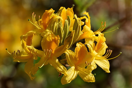 close-up of yellow flower in bloom thumbnail