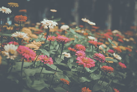 selective focus photography of multi-colored petaled flower in blooms thumbnail