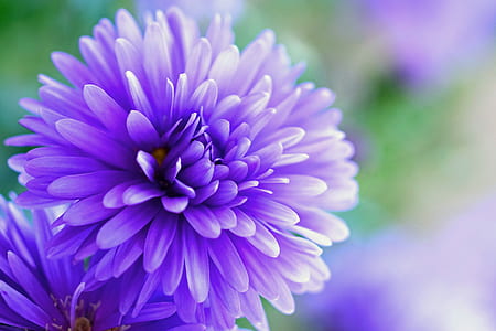 close up photo of purple broad petaled flower thumbnail